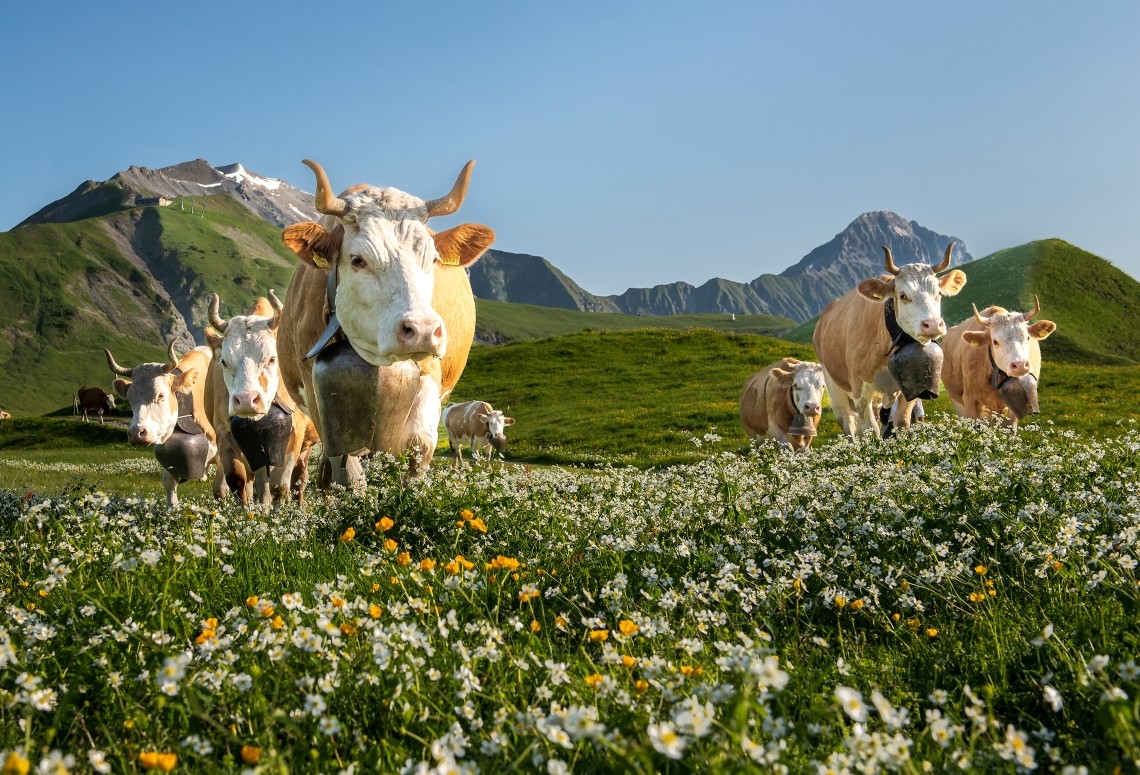 Lenk Simmental regions