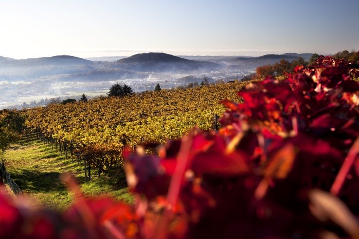 Mendrisiotto region vineyards