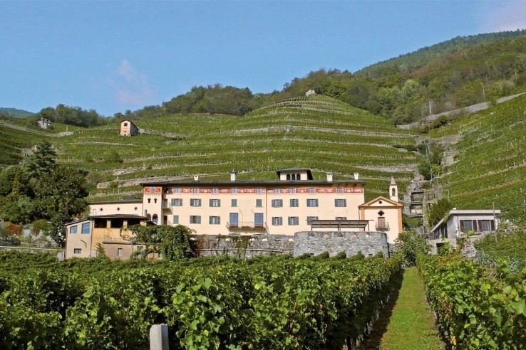 La Gatta vineyard